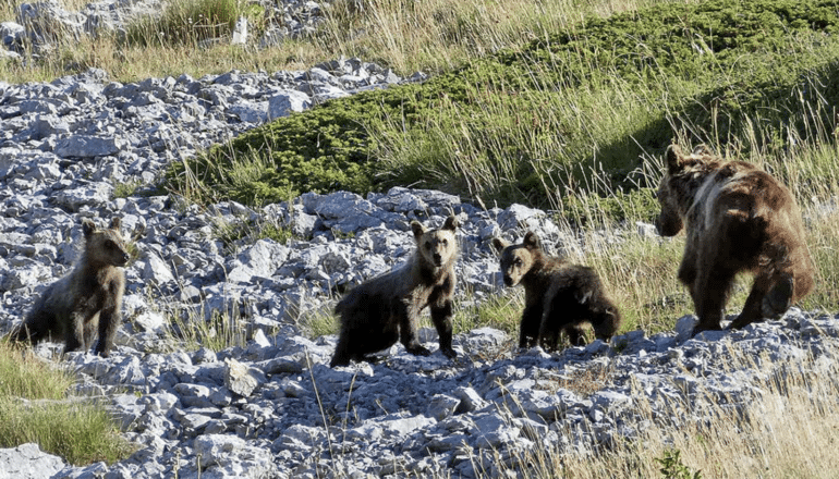 adult bear with three juveniles