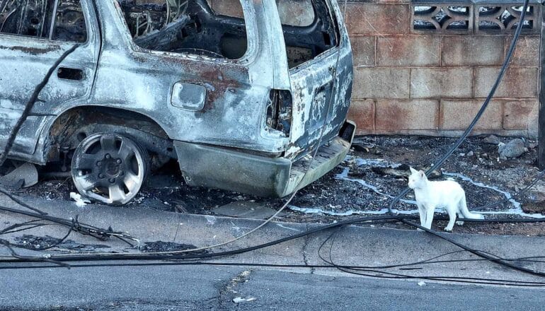 A white cat walks past a burned car on a sidewalk.