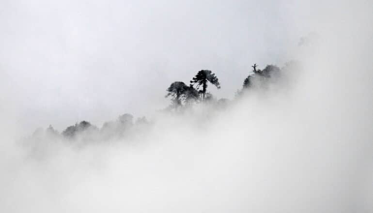 trees in fog