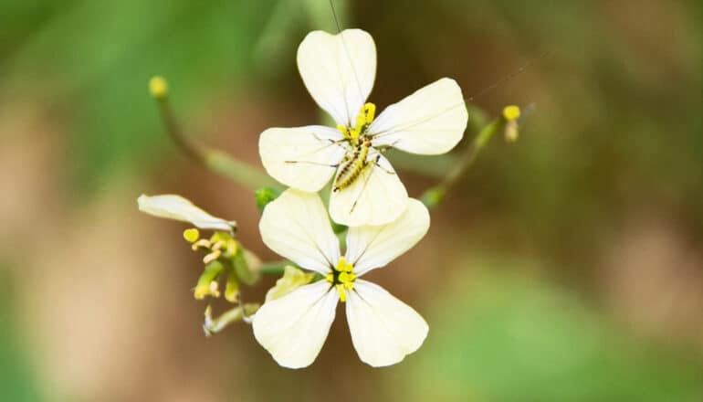 insect on one of two yellow flowers