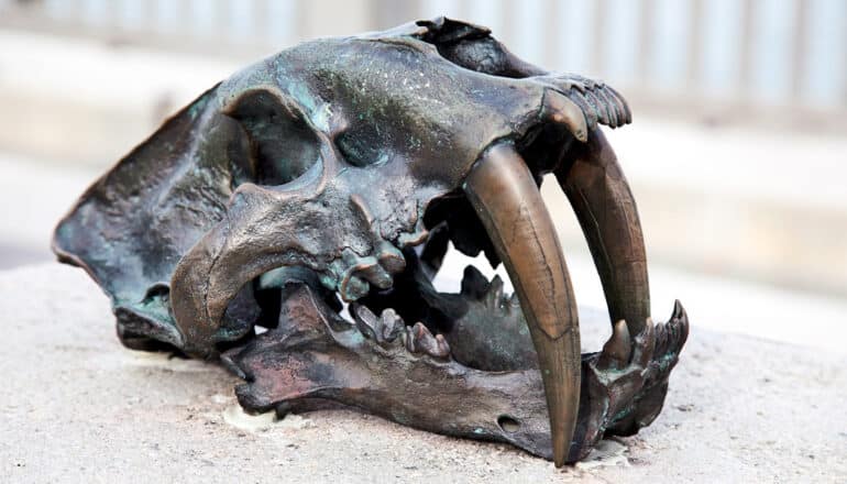 A bronzed sabertooth tiger skull shows its large front teeth.