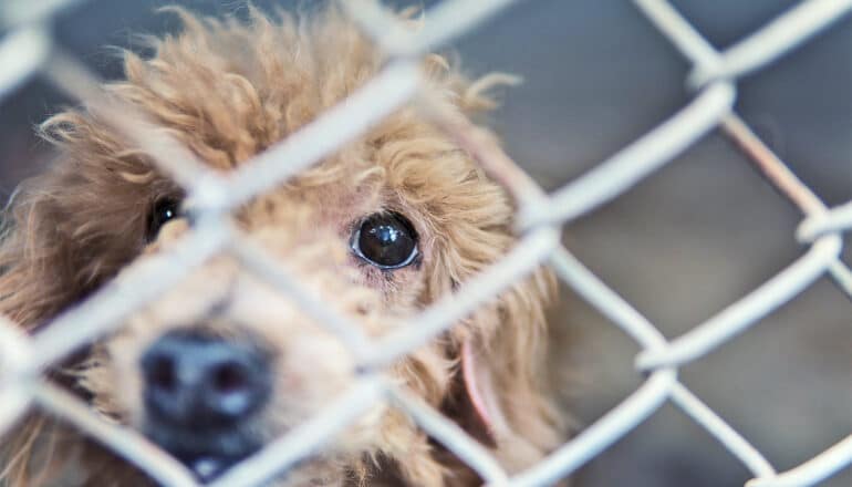 A dog looks through a chain-link fence.