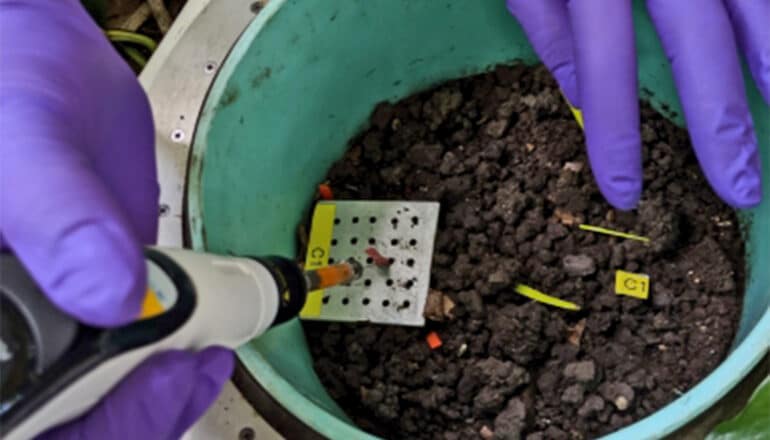 A researcher works with a bucket of dark soil while wearing purple gloves.