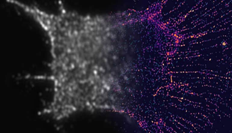 blurry gray cell image on left, sharper cell details in purple at right