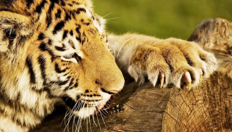 A tiger with its paw resting on a log, showing its claws.