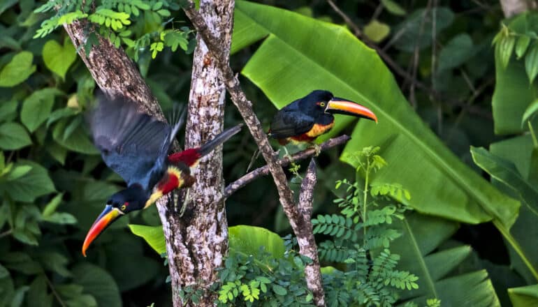 two birds in tropical trees