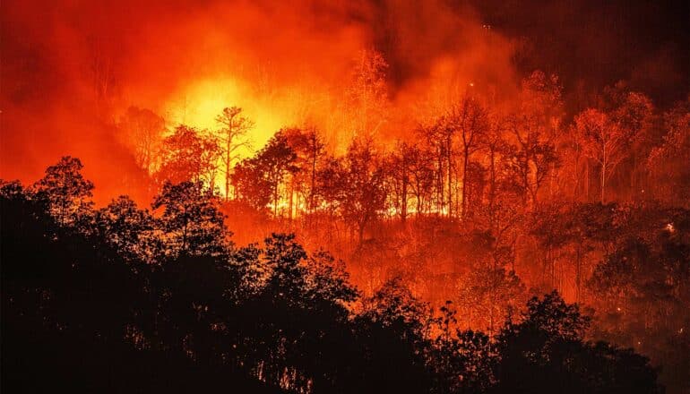 A forest on fire at night.