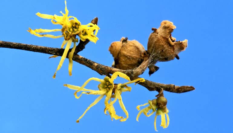 yellow flowers on branch with seed pods