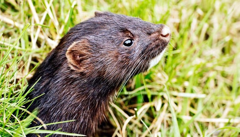 An American mink pokes its head out of a hole in the ground.