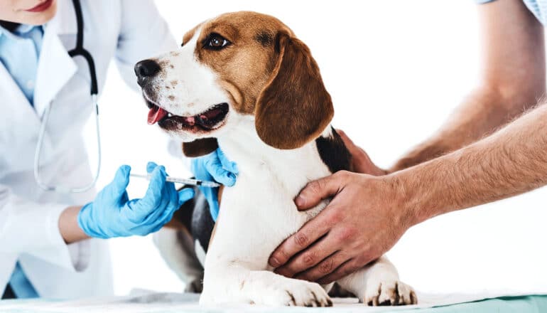 A dog gets a shot at the vet.