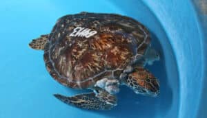 A green turtle with bulbous growths on its flipper.