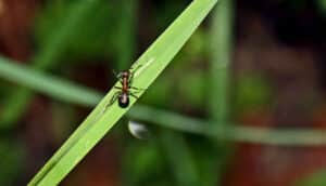 ant on blade of grass