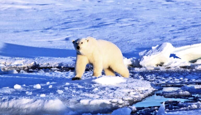 A polar bear walks on ice chunks in the Greenland Sea in September 2012.