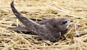 A bird laying in a nest of hay.