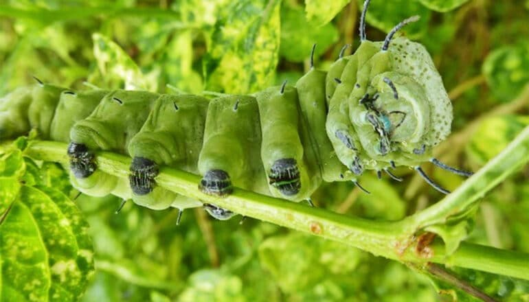 A green caterpillar climbs on a green plant stem.