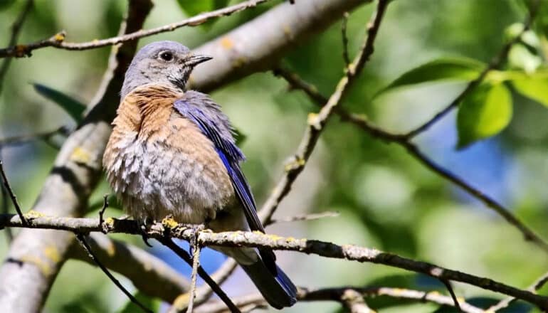 A bird perched on a branch.