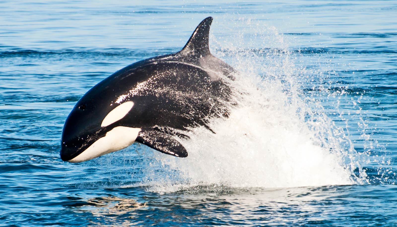 What's behind mysterious killer whale attacks on porpoises? - Futurity