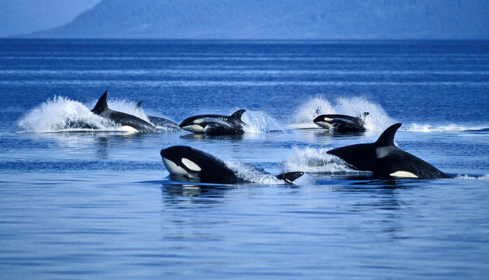 https://www.futurity.org/wp/wp-content/uploads/2023/10/orcas-location-killer-whales-diet-1600.jpg