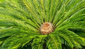 A bright green, lush cycad plant.