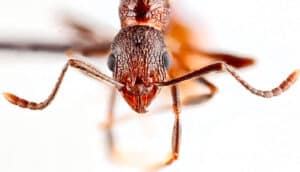 A close-up shot of a reddish ant on a white background.