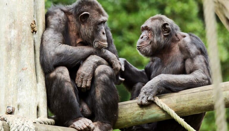 Two chimps in a climbing structure sitting next to each other.