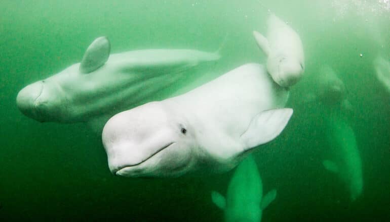 A group of bright white beluga swim through dark green water.