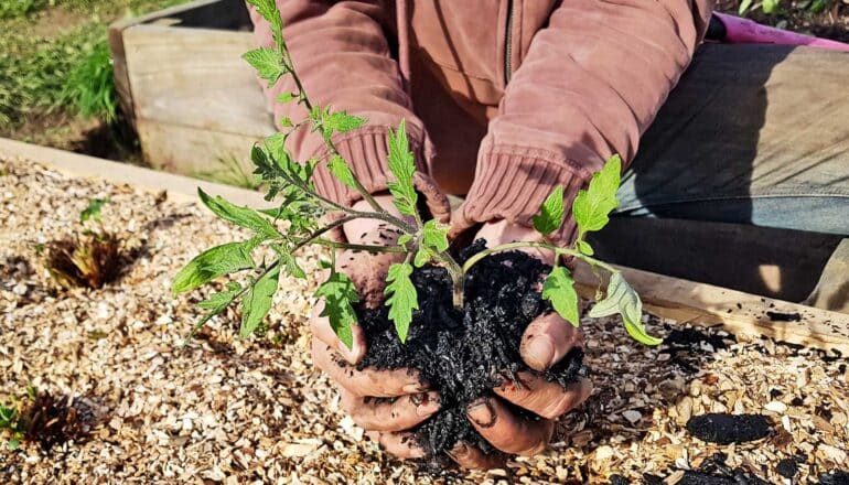 A person holds a small green plant with its roots in biochar before placing it in a flower bed.