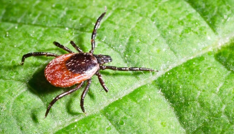 lyme-disease-antibiotics-combo-1600 - Futurity