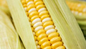 Three corn cobs with yellow kernels shown through leaves.