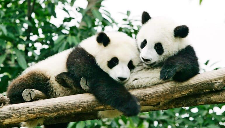 Two pandas cuddle while laying on a climbing structure in a zoo.