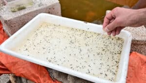 tray of water with mosquito larvae near water-filled pit