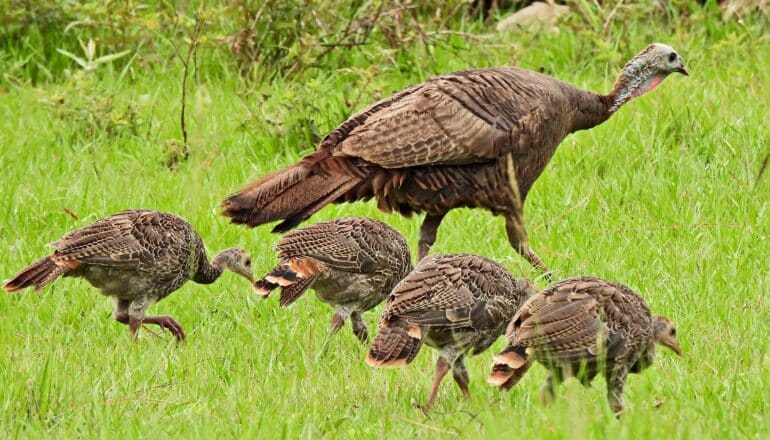 A wild turkey and four younger turkeys walk through a green field.