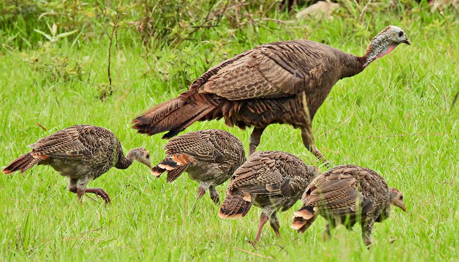 Study Findings Contrary To Conventional Wisdom On Rain And Poults ...