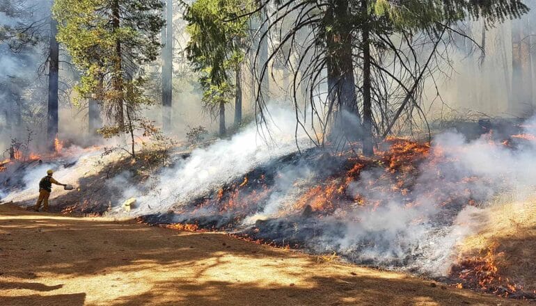 A person sprays water on a fire on a forest floor.