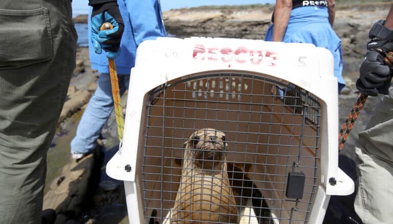 sea lion sits stoically in dog crate carried by mostly unseen people