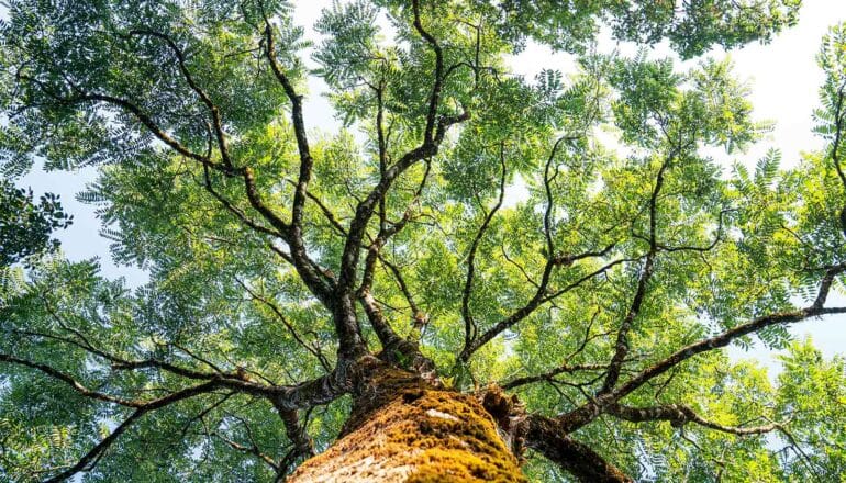 A ground-level view looking up into a large tree.