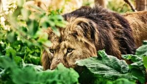 A lion looks through leaves.