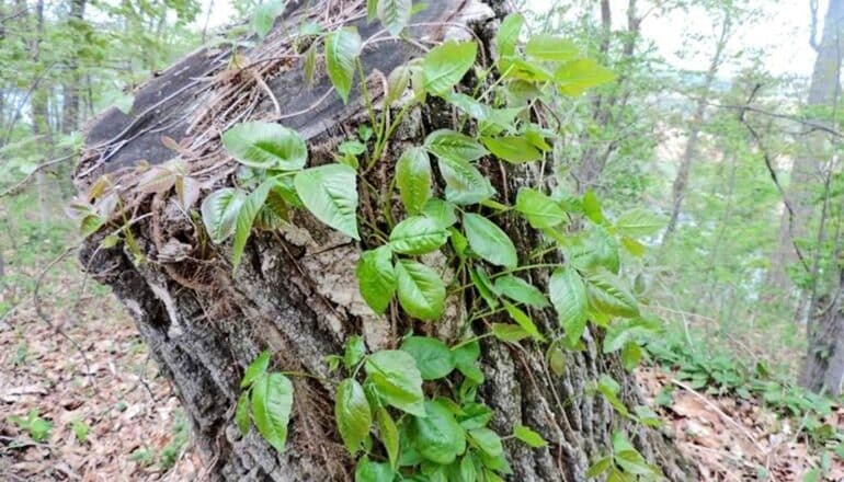 AI app detects poison ivy - Science