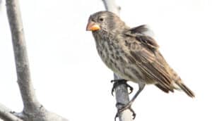 A small ground finch female on branch.