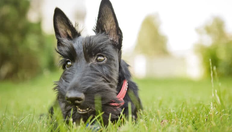 A black Scottish Terrier laying in green grass.