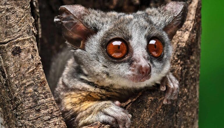 A small galago bush baby primate pokes its head out of a hole in a tree.