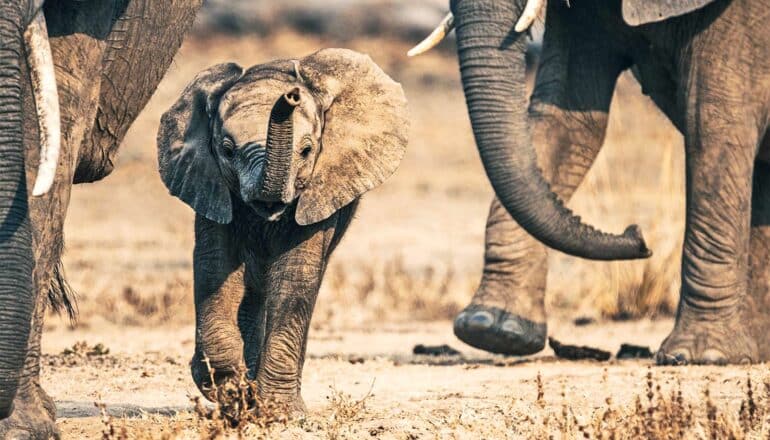 A baby elephant walks between larger adults.