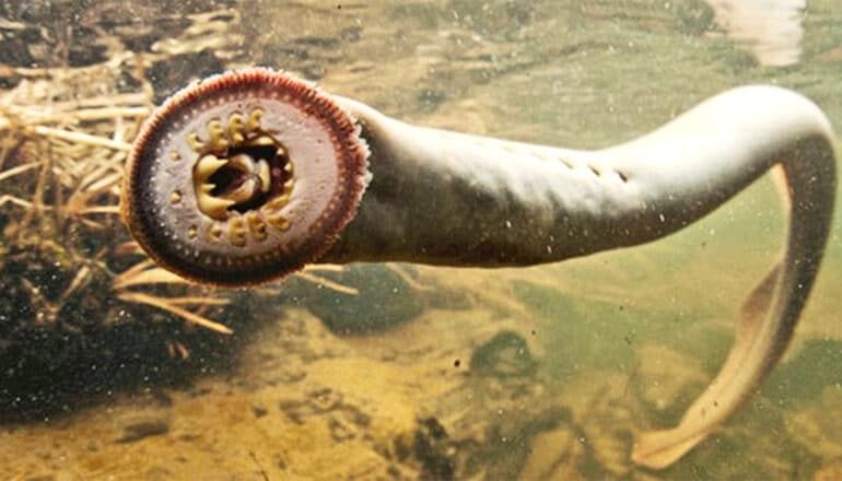 A pacific lamprey turns its mouth towards the camera while swimming.