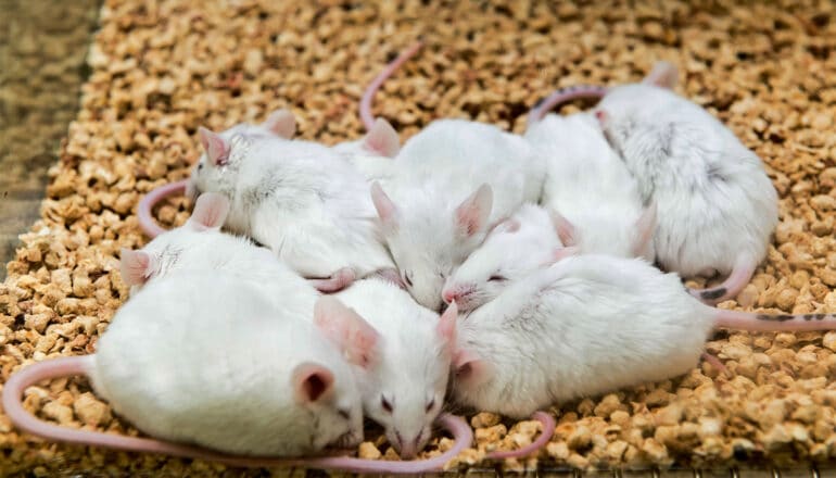 A group of white mice huddle together while sleeping.