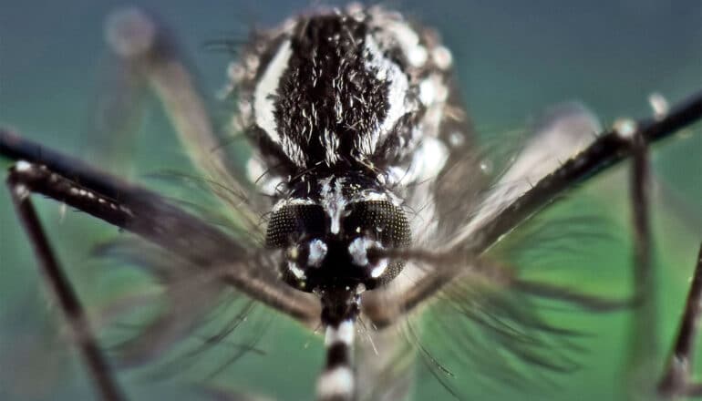 A close-up of a mosquito facing the camera.