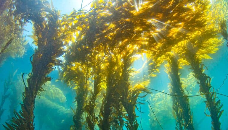 A kelp forest with the sun shining through the surface of the ocean.