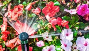 A sprinkler waters colorful flowers.