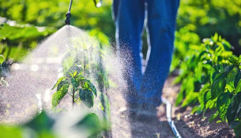 A person sprays pesticide on green plants on a farm.