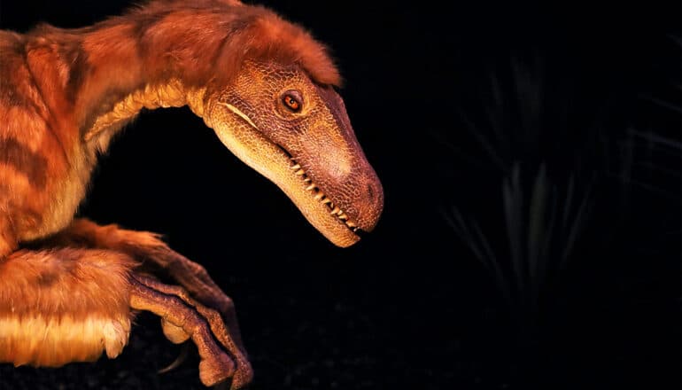 A museum model of the feathered Deinonychus antirrhopus looking towards the camera.