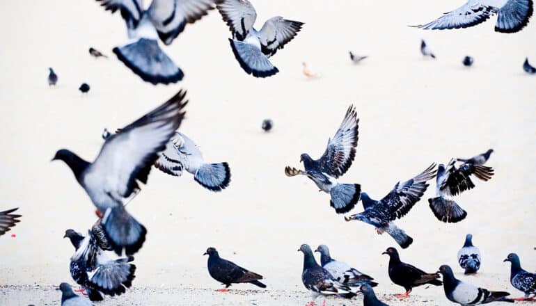 Pigeons take flight against a white background.